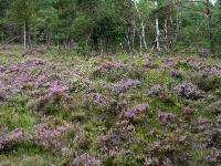 Blühende Besenheide vor Beginn des Moorwaldes